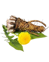 Gyermekláncfű gyökér